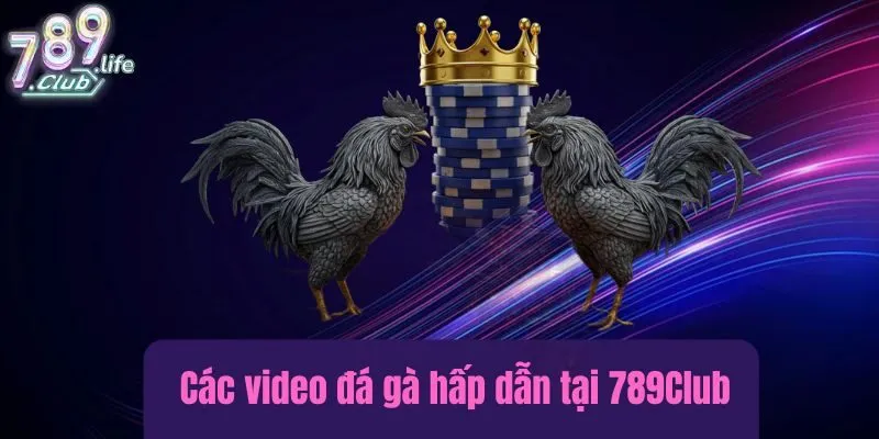 Các video đá gà hấp dẫn tại 789Club